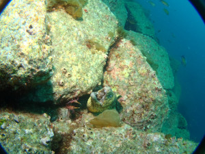 ダイブテリーズ